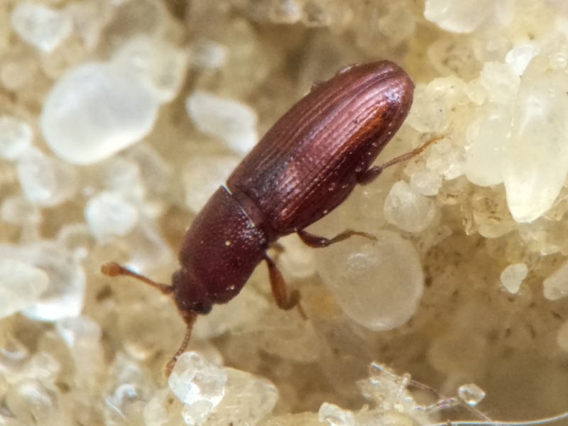 Cerylon ferrugineum Stephens, 1830